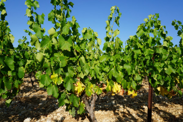 Toujours un manque d'eau record dans les vignobles du Rhône