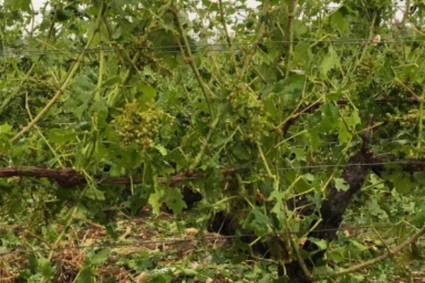 La grêle martèle 250 ha de vigne en Champagne   