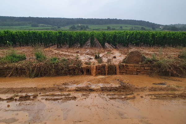 Dans les vignes de Bourgogne après le déluge, la grêle et des mini-tornades...