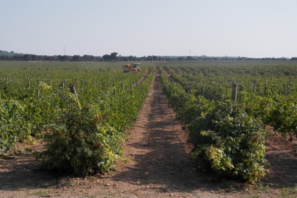 Les récoltes s’annoncent normales, mais inquiètent les producteurs