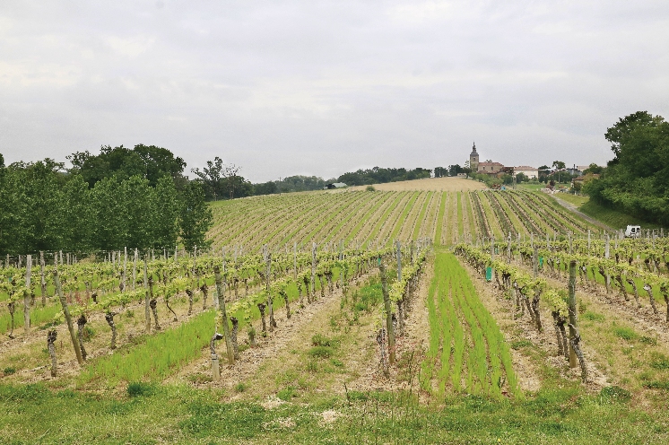  Couverts végétaux : les atouts des semis précoces avant vendanges