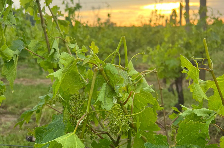 Pluie diluvienne, grêlons et tornade s’abattent sur ces vignes bordelaises