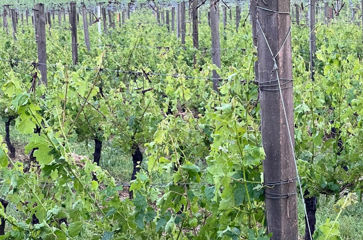 300 à 400 ha de vignes laminées par la grêle... en attendant d’en voir la coulure