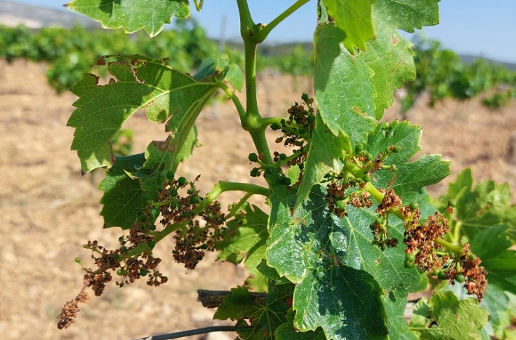 Coulure exceptionnelle liée à la sécheresse dans le vignoble des Pyrénées Orientales