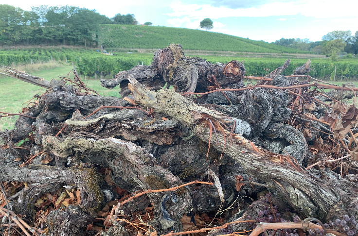 Le point sur les conditions d’accès, et d’inéligibilité, des vignerons à l’aide à l’arrachage