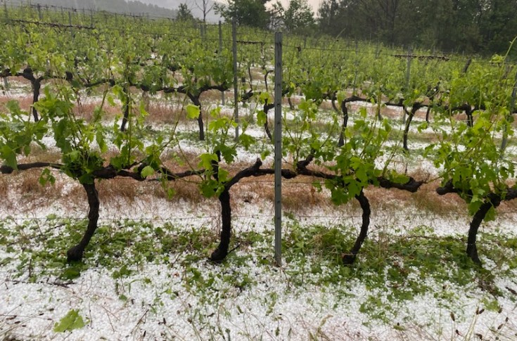 Dix jours de dégâts de grêle dans le vignoble de l’Ardèche