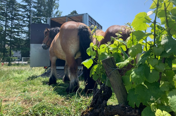 Vidéo du trait grand retour du cheval dans les vignes