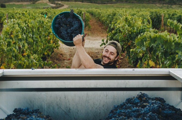 Richesse hydrique mais pression sanitaire très forte dans le vignoble corse 