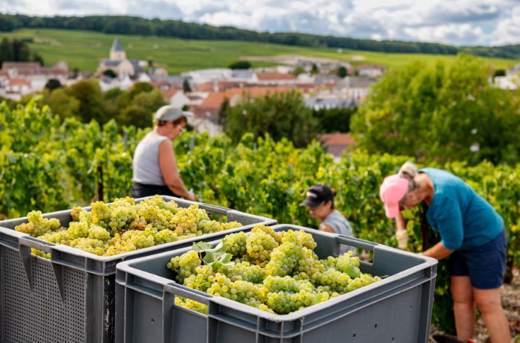 Dérogation à 60 heures/semaine dans les vignes de Champagne