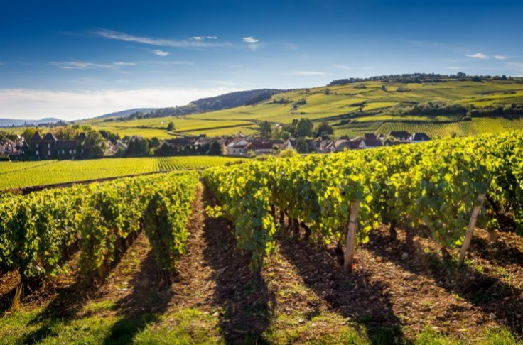 Belle saison mais mildiou et oïdium à surveiller dans les vignes de Bourgogne