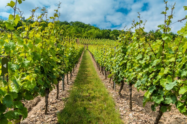 Le vignoble de Cognac réussit à contenir le mildiou