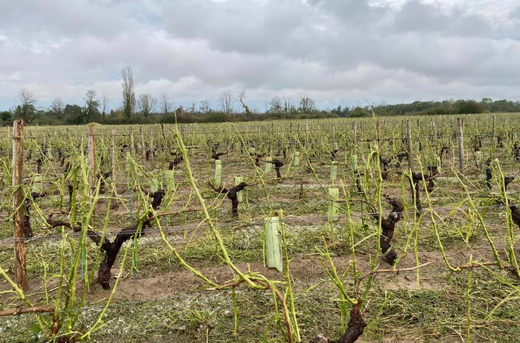 20 % des vignes de l’appellation Reuilly balayées par la grêle