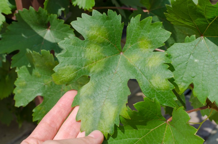 Le mildiou vendange déjà des vignes de Bordeaux