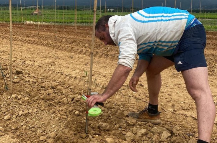 Olive trees go where vineyards once went in Bordeaux Olive trees go where vineyards once went in Bordeaux