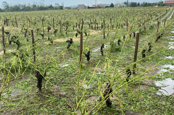 Vignerons, partagez vos expériences de la grêle ce millésime 2023