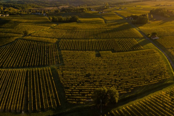 « Sans l’arrachage primé et la distillation, je coule »  