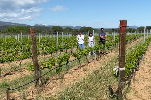 + 45% de rendement pour ces vignes mycorhizées en situation de sécheresse