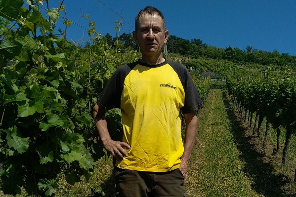 Le millésime 2023 part sur de bonnes bases en Alsace