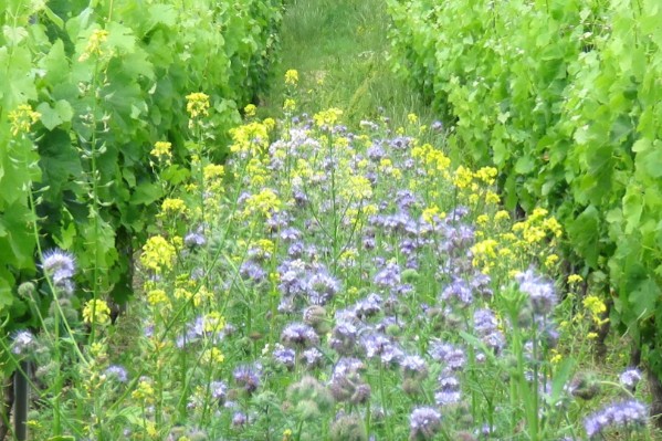 Tout le nécessaire pour de beaux couverts végétaux