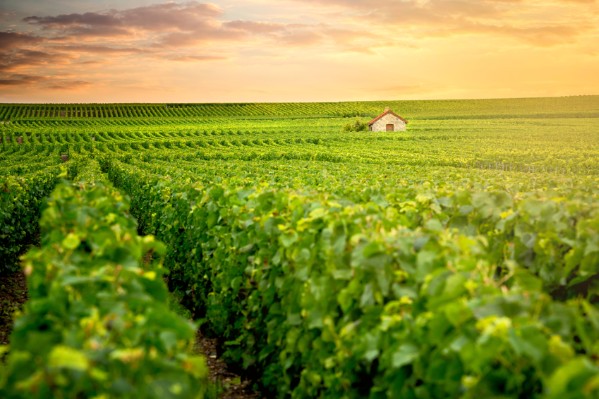 Le vignoble champenois serein à quelques jours de la floraison 