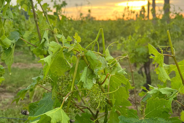 Pluie diluvienne, grêlons et tornade s’abattent sur ces vignes bordelaises