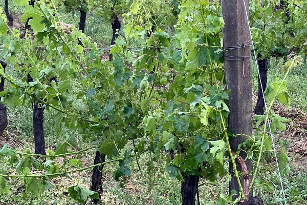 300 à 400 ha de vignes laminées par la grêle... en attendant d’en voir la coulure