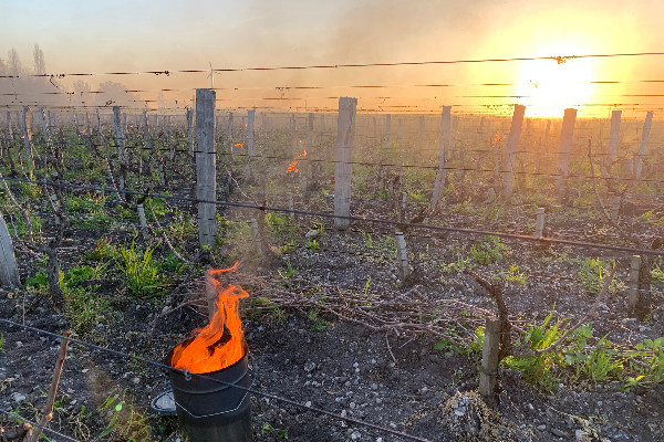 Les 119 derniers millions d’euros d’aides pour le gel 2021 arrivent dans la filière vin