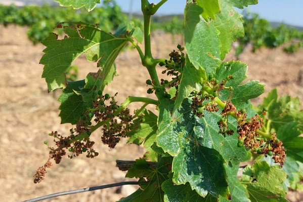Coulure exceptionnelle liée à la sécheresse dans le vignoble des Pyrénées Orientales