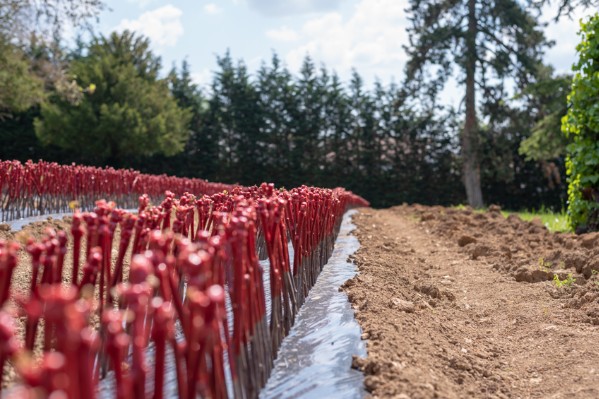 De l’indulgence pour les pépiniéristes viticoles en lutte contre la flavescence dorée 