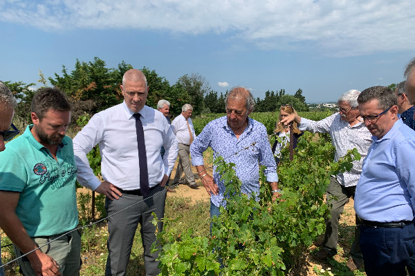 Au vignoble, la grêle passe, la moyenne olympique reste