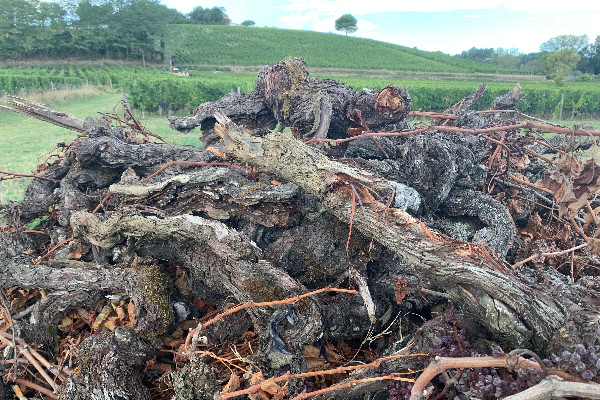 Le point sur les conditions d’accès, et d’inéligibilité, des vignerons à l’aide à l’arrachage