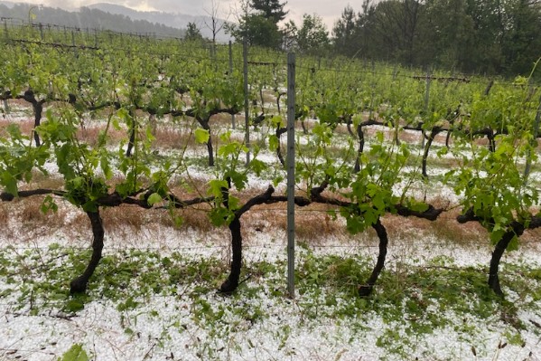 Dix jours de dégâts de grêle dans le vignoble de l’Ardèche