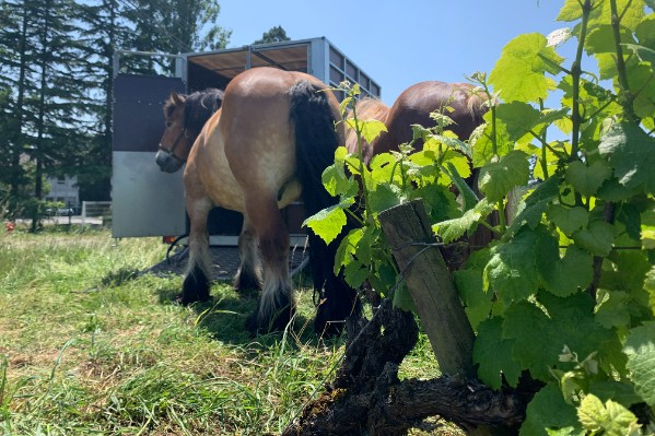 Vidéo du trait grand retour du cheval dans les vignes