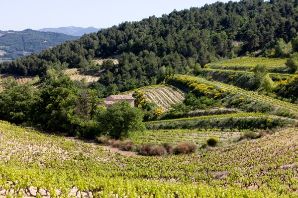 Un hectare de bois pour un hectare de vigne dans cette appellation 