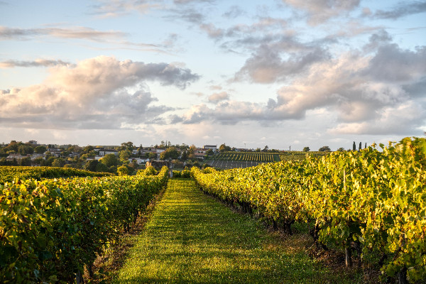 Une lettre anonyme dénonce la 'délation' au désherbage des vignes, une 'incompréhension' pour l’AOC Cognac   