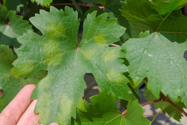 Un cocktail hyper favorable au mildiou dans le vignoble de Bordeaux