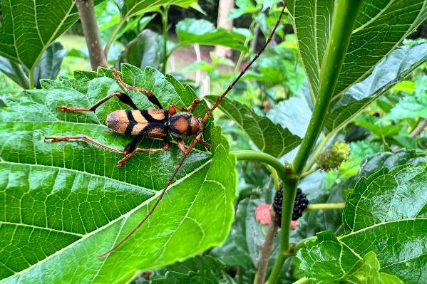 Espèces envahissantes… quelles sont les vraies menaces pour vos vignes ?