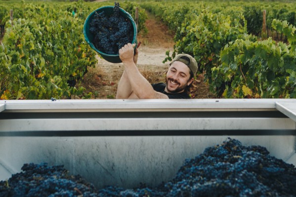 Richesse hydrique mais pression sanitaire très forte dans le vignoble corse 