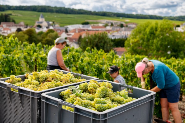 Dérogation à 60 heures/semaine dans les vignes de Champagne