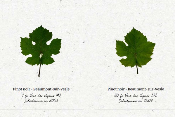 La sélection massale des cépages de Roederer en croquis et photographies