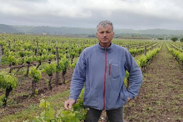  Des alertes du risque mildiou dans les vignes qui arrivent directement sur les smartphones