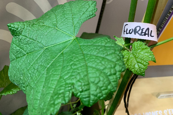 Une nouvelle association de défense et de promotion des cépages résistants