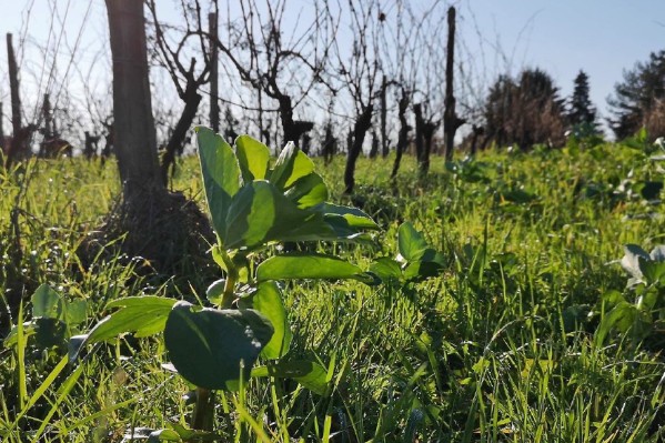 64% de revenus en plus pour les vignerons certifiés AB en vrac, 40% en vente directe 