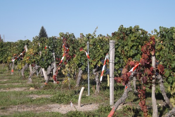 La flavescence dorée prospectée jusque dans les jardins