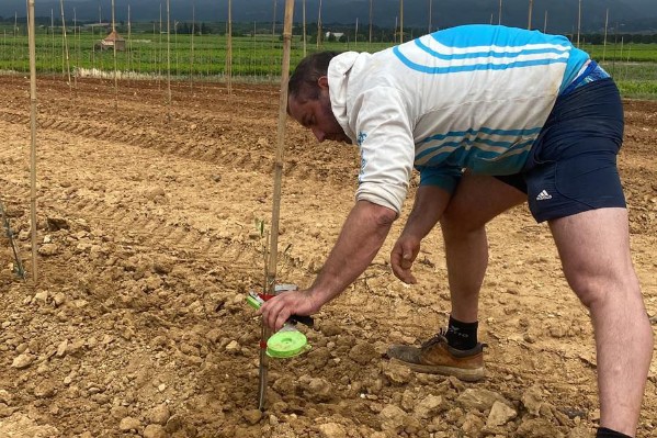 Des oliviers à la place de la vigne à Bordeaux 