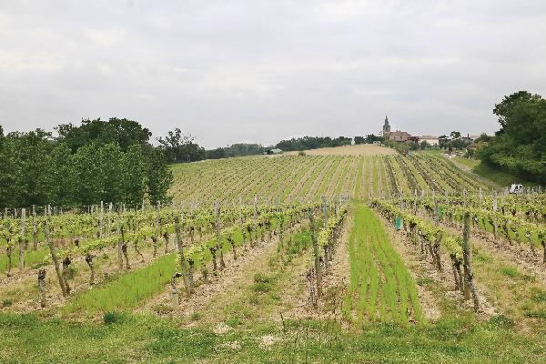  Couverts végétaux : les atouts des semis précoces avant vendanges