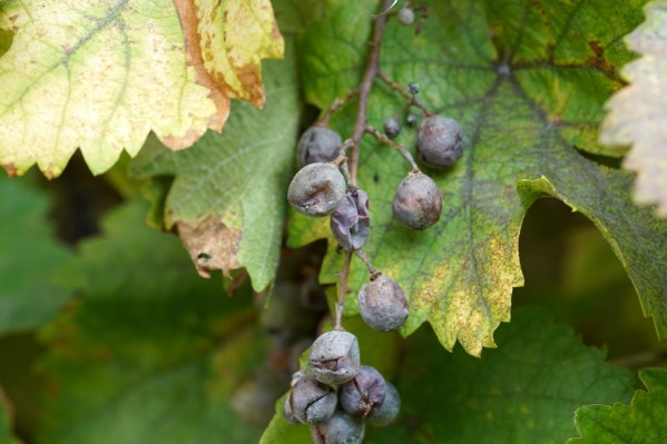 La viticulture planche sur son assurance mildiou, black rot, oïdium…