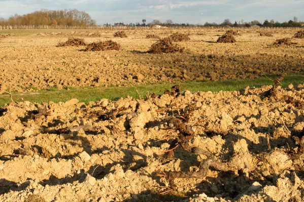 Ces viticulteurs qui refusent le plan d’arrachage à Bordeaux