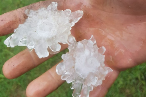 Irouléguy n’échappe pas à la grêle et au mildiou, le Jurançon s'en sort