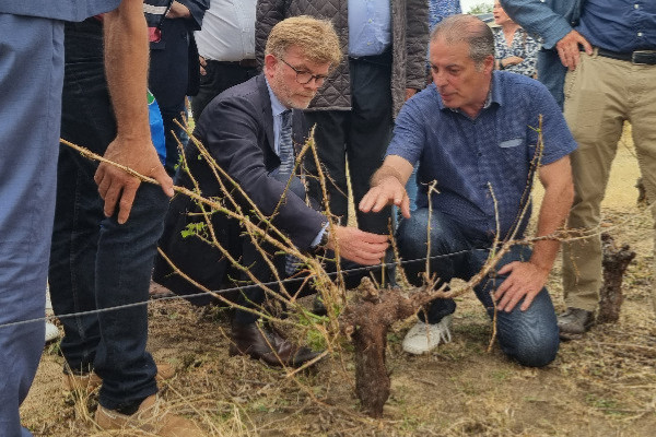 'On peut essayer de protéger la vigne contre le gel et la grêle, mais on peut rien contre une tornade'